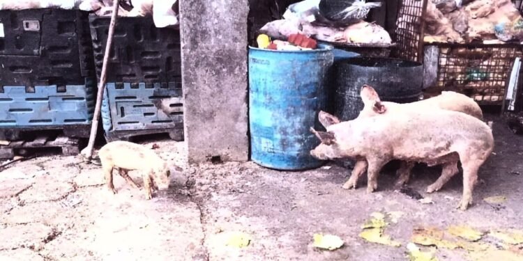 Criação de porcos em Manaus é investigada pelo MPAM por colocar trabalhadores em risco