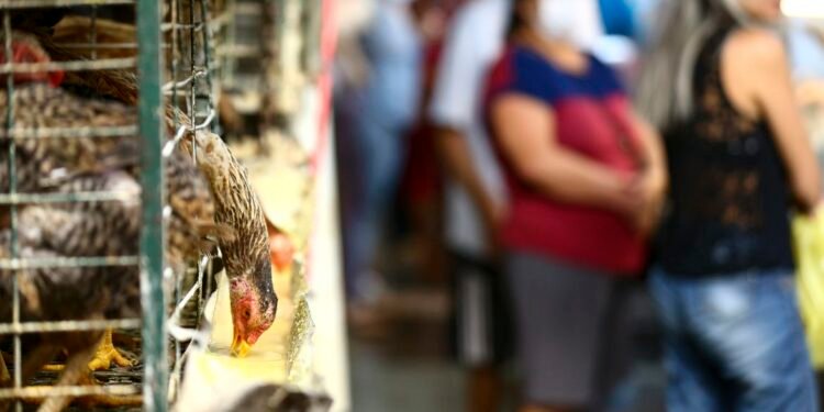 Calor extremo, alta do milho e quaresma pressionam preço do ovo