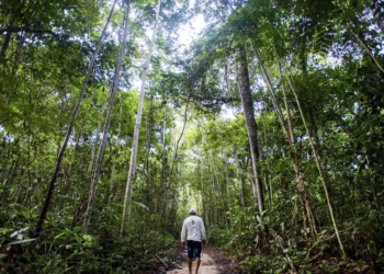 Manejo sustentável em floresta de Juruena, MT, Brasil - (Foto: Marcelo Camargo/Agência Brasil)