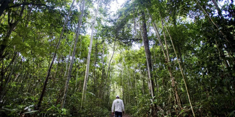 Manejo sustentável em floresta de Juruena, MT, Brasil - (Foto: Marcelo Camargo/Agência Brasil)