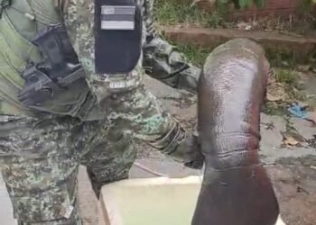 peixe-boi-resgate-manaus