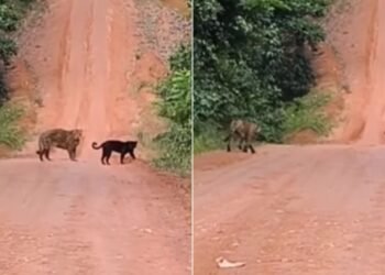 Duas onças são flagradas em estrada em Parintins