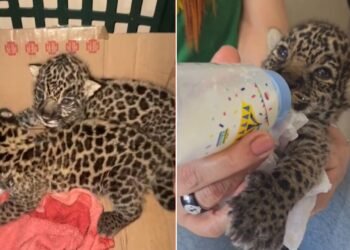 Filhotes de onça-pintada são resgatados