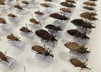 Amazonas registra dois casos de Doença de Chagas em 2025 e FVS reforça alerta sobre prevenção