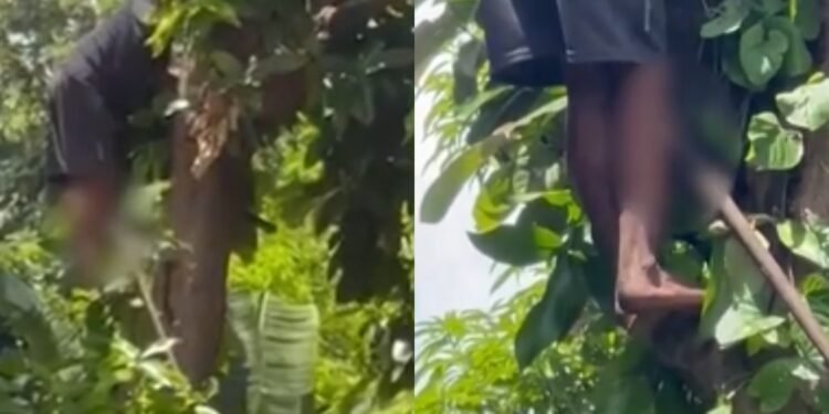 Ele foi resgatado pelo Corpo de Bombeiros Militar do Amazonas (CBMAM) (Fotos: Reprodução/ redes sociais)