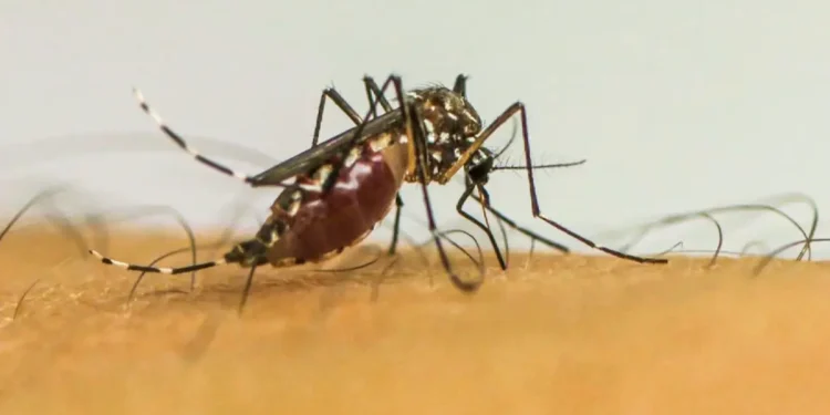 casos-dengue-brasil