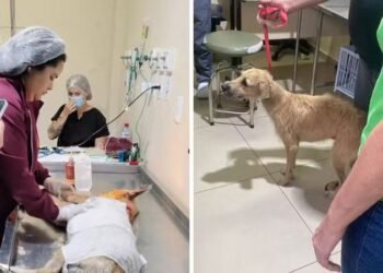 Cachorro é atraído com comida e atacado com água fervente por morador