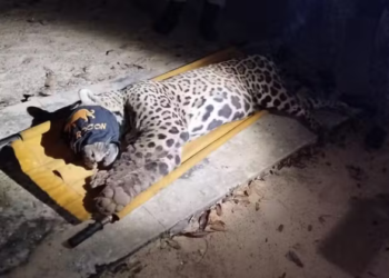 onca-capturada-pantanal
