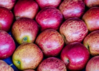 Exportação de frutas cresceu 26% no primeiro trimestre de 2025