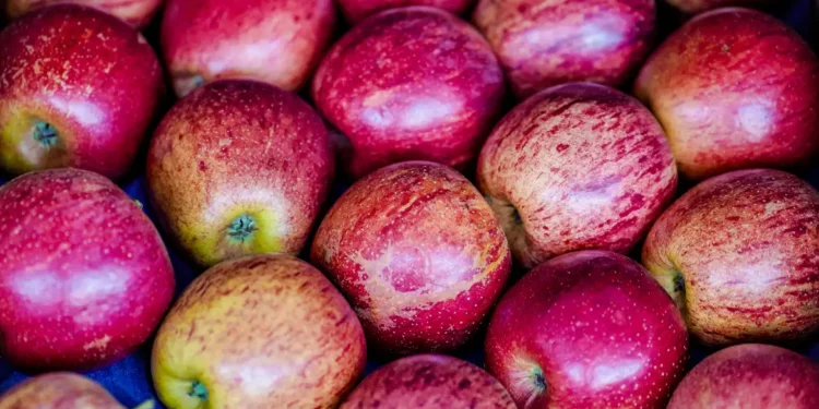 Exportação de frutas cresceu 26% no primeiro trimestre de 2025