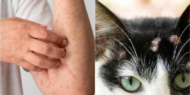 Esporotricose tem mais de 2 mil casos registrados no Amazonas