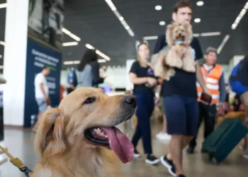 Empresas aéreas podem se negar a embarcar animais de suporte emocional, diz STJ
