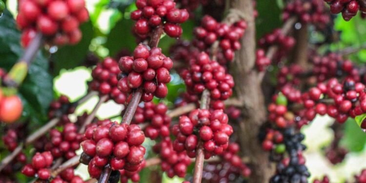 Café - Amazonas