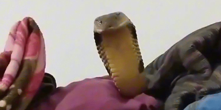 Cobra-Rei