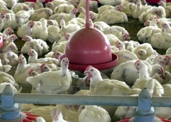 Frango - Gripe Aviária