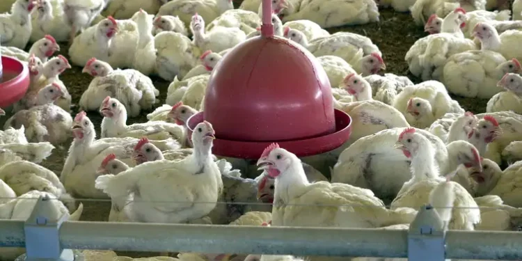 Frango - Gripe Aviária