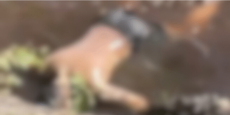 Vídeo corpo é encontrado boiando na orla da Ponta Negra, em Manaus