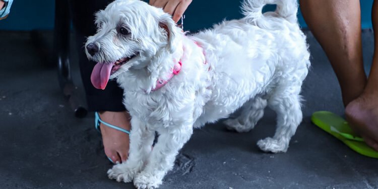 Campanha de vacinação contra a raiva chega a comunidades ribeirinhas do rio Negro