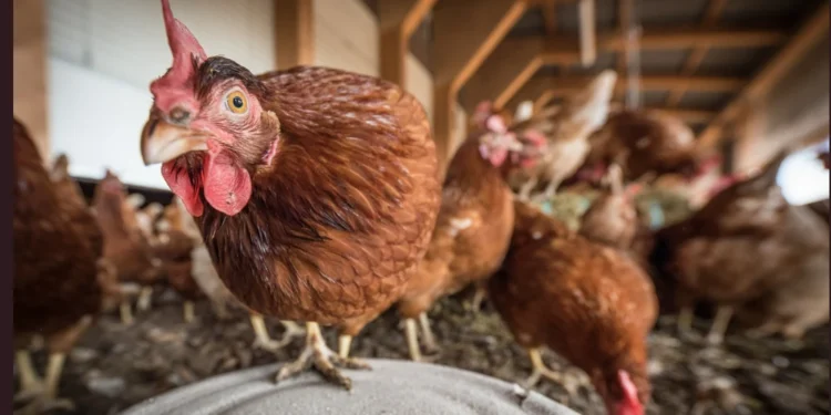galinha-gripe-aviaria