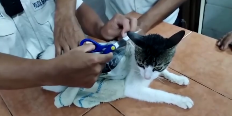 gato-droga