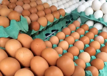 ovos-descartados-gripe-aviaria