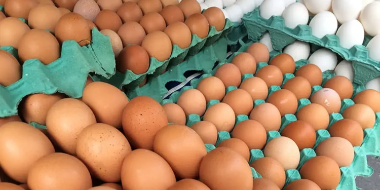 ovos-descartados-gripe-aviaria