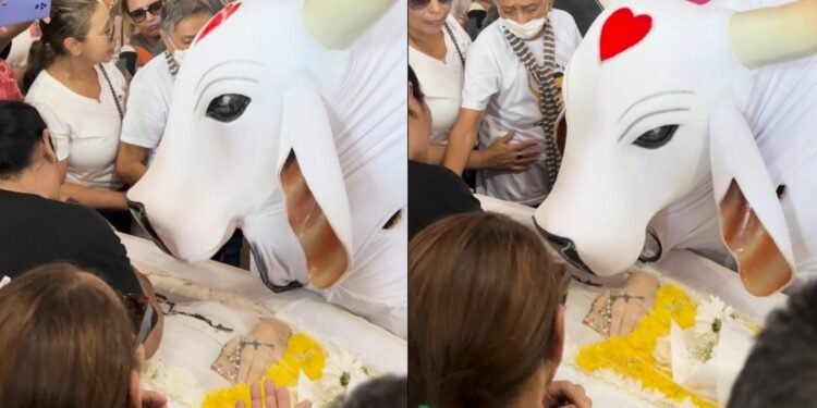 'Ele deixou um grande legado': Boi Garantido presta homenagem a Paulo Onça durante velório - (Fotos: João Dejacy/ Rios de Notícias)