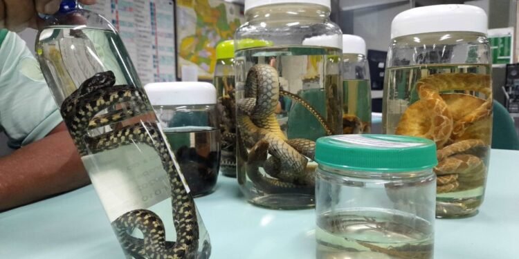 Animais peçonhentos - prevenção