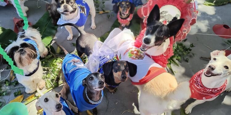 Cães Pupylo