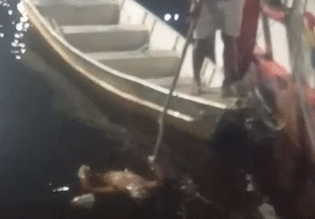 Corpo é encontrado boiando no Centro de Manaus