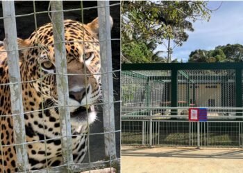 Onças do CIGS ganham moderno ambiente em Manaus