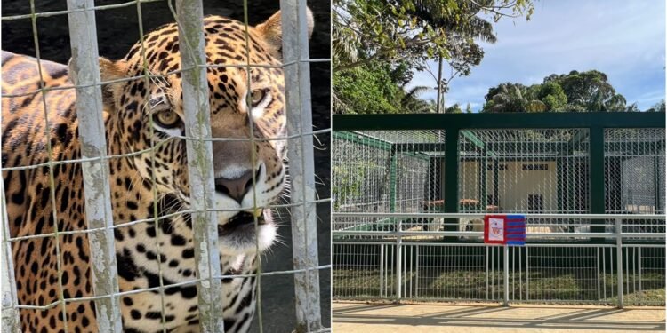 Onças do CIGS ganham moderno ambiente em Manaus
