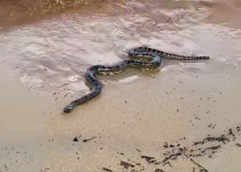 Vídeo: cobra aparece durante ensaio fotográfico na Ponta Negra