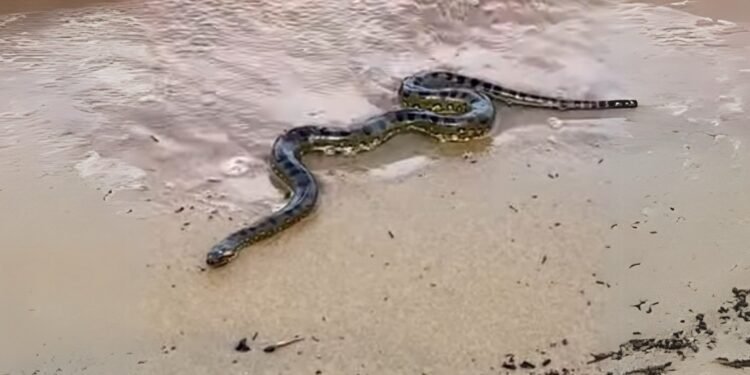 Vídeo: cobra aparece durante ensaio fotográfico na Ponta Negra