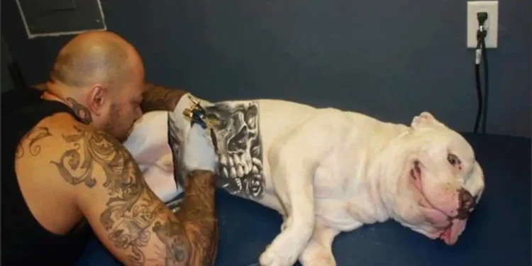 Governo sanciona lei que proíbe tatuagens e piercings em cães e gatos