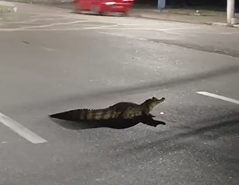 jacare-djalma-batista