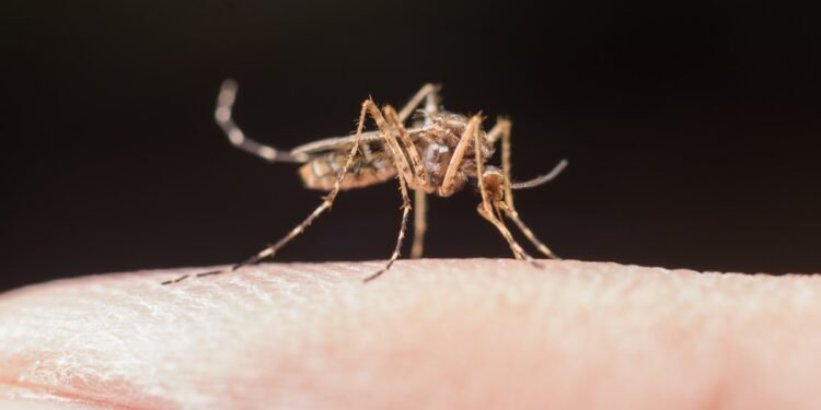 Amazonas tem quase 3.500 mil casos de dengue em 2025