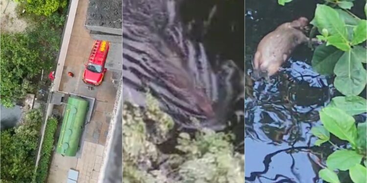 Capivara cai em piscina de casa abandonada e morre em Manaus