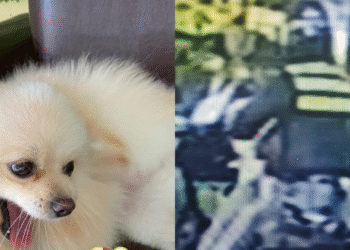 Cachorro foge de casa e é levado por mototaxista em Manaus - (Fotos: Reprodução/ Arquivo pessoal)