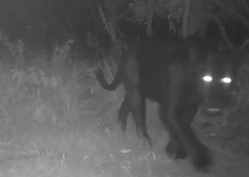 Onça-preta aparece pela primeira vez em reserva no Cerrado