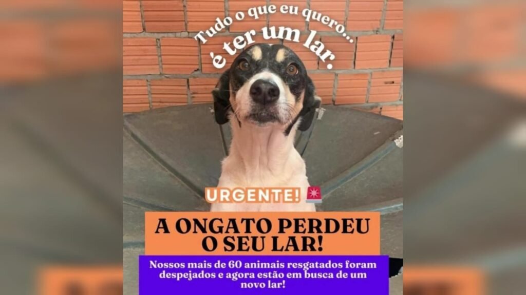 Animais