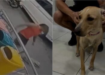 Câmeras flagram agressão a cadela em estacionamento; animal foi resgatado e adotado