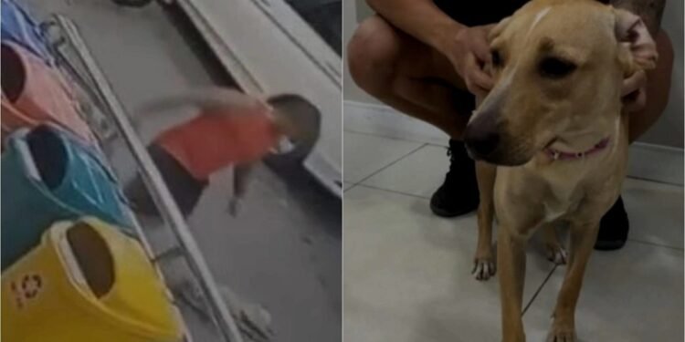 Câmeras flagram agressão a cadela em estacionamento; animal foi resgatado e adotado