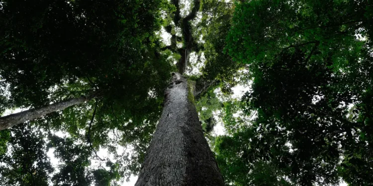 Lula veta 63 trechos de nova lei que reduz regras para licenciamento ambiental