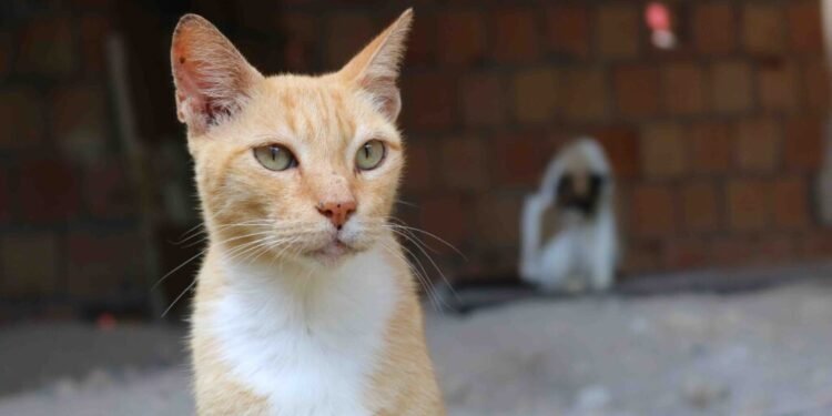 gato-ong