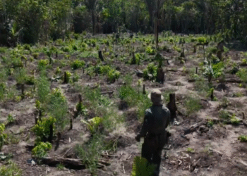 pes-maconha-destruidos
