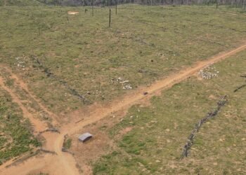 Lábrea e Apuí lideram no desmatamento na Amazônia Legal, diz Imazon