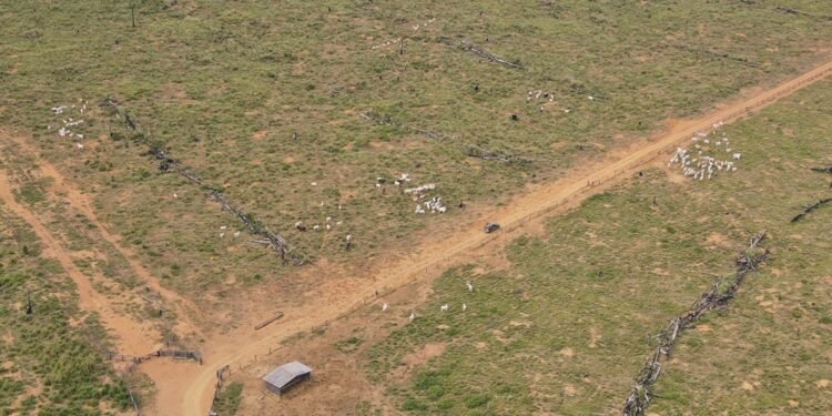 Lábrea e Apuí lideram no desmatamento na Amazônia Legal, diz Imazon