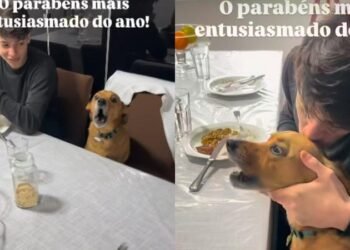 Cachorro "canta" parabéns pra você para tutor e vídeo viraliza