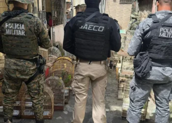 Operação foi coordenada pelo Ministério Público da Bahia (Foto: Divulgação/MPBA)